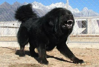 Kashmiri Sheepdog Kashmiri Sheepdog