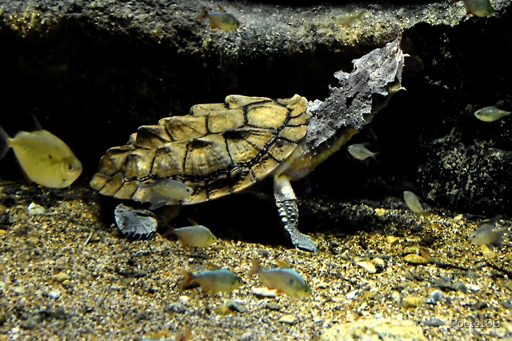 Mata mata turtle (Chelus fimbriata) freshwater turtles facts