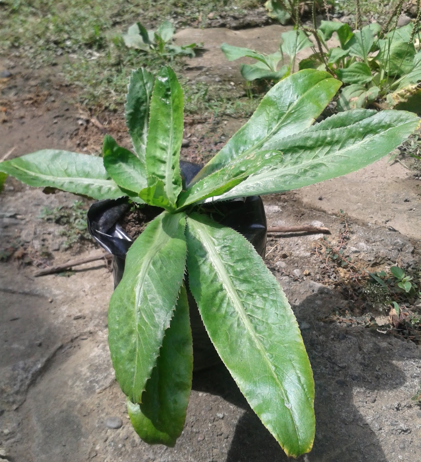 Caña de azúcar y más Cilantro de monte (Eryngium foetidum L.)