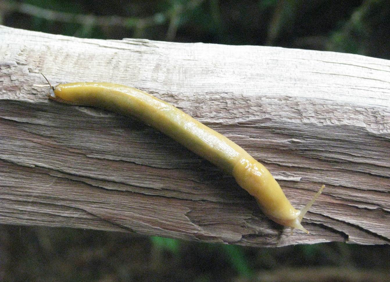 AP Biology Summer Assignment Hermaphrodite