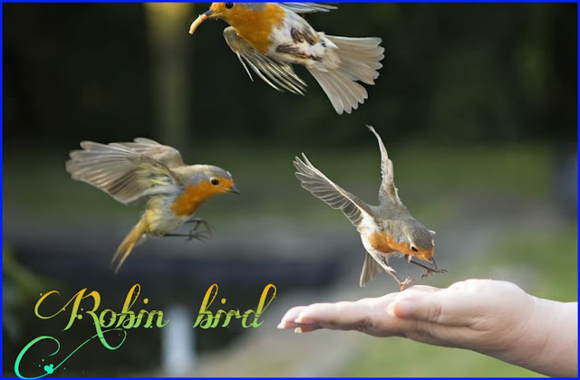 Robin bird in hindi