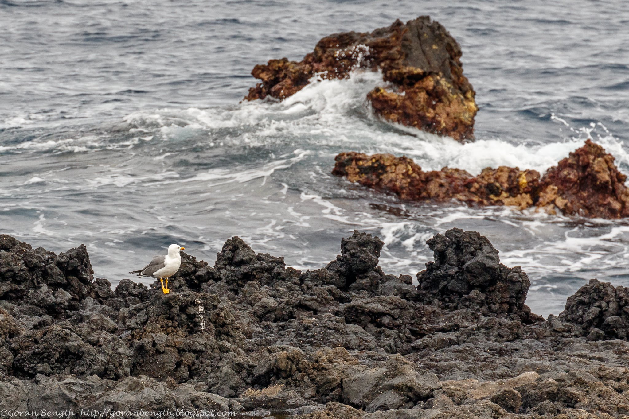 Göran Bength foto Kanariefåglar, La Palma