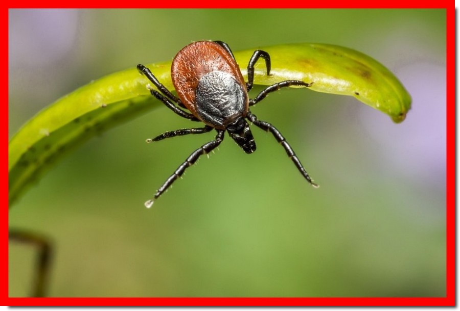 Unis Vers Nature: Gare aux tiques, prévention à la maladie de Lyme.