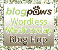 Enjoy Wordless Wednesday with Blogpaws!