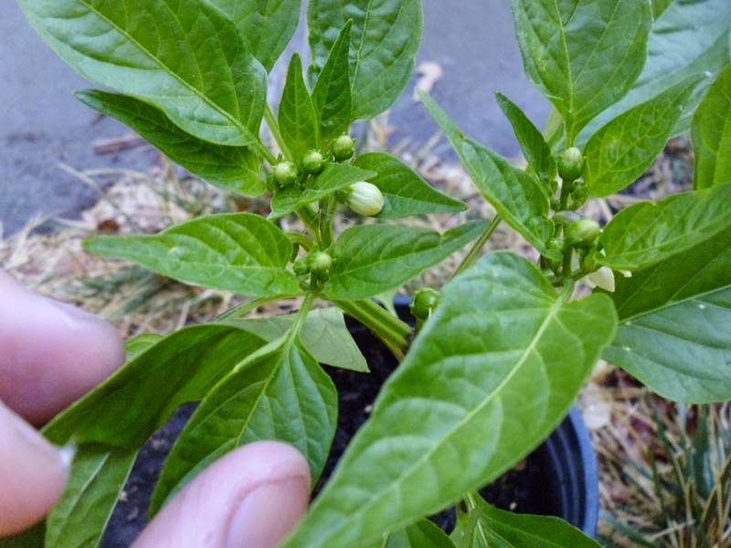 Fresno Pepper Plant