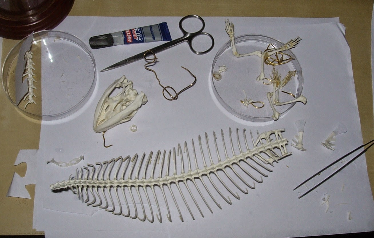 Skulls, bones and fish soup: Blue-tongued skink skeleton
