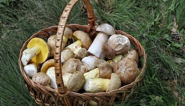 Jamur Melawan Penuaan Dan Meningkatkan Kesehatan Jamur porcini