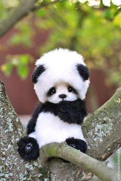 panda images