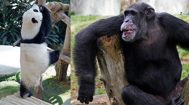 Zoo Negara Lancarkan Kempen Haiwan Angkat