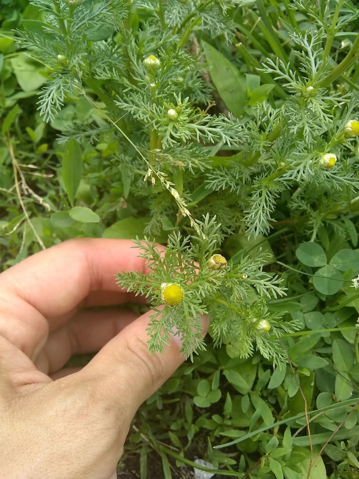 Simple Inspirations The Wonderful Pineapple Weed!