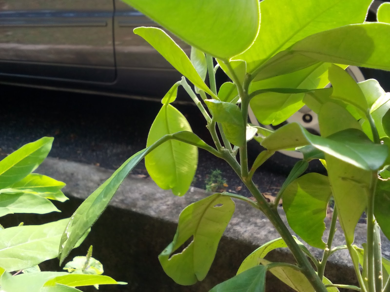 My AGRI LOG: PEMERHATIAN MENGENAI KITARAN HIDUP RAMA-RAMA CHEQUERED ...