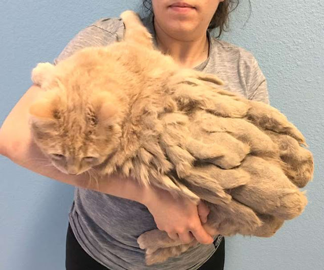 Shelter Removes 1 Lb. of Matted Fur from Abandoned Cat Whose Owners