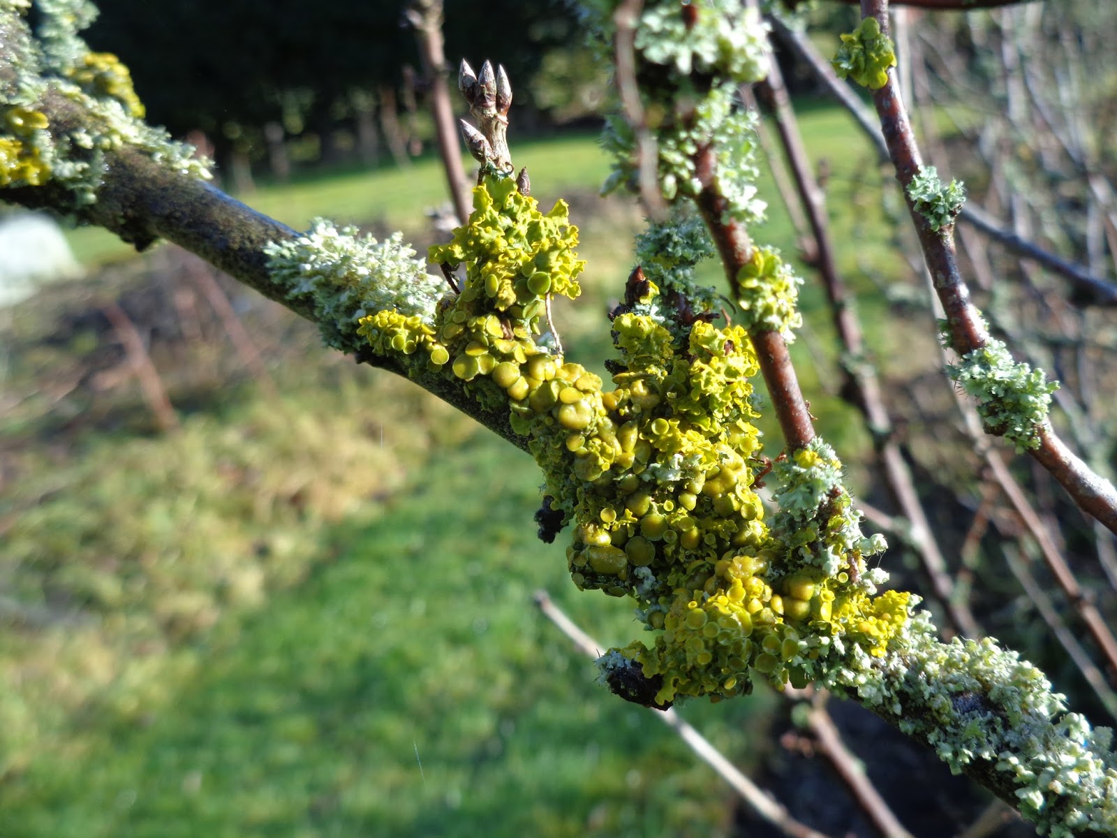 Are Lichens Harmful to Trees?