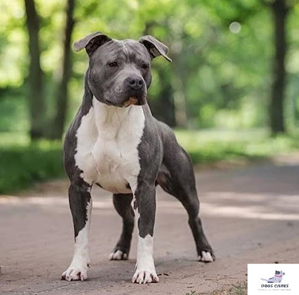 American Staffordshire terrier
