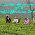 மீண்டும் பொருளாதாரத்தை சுமக்கும் நிலையில் தோட்டத் தொழிலாளர்கள்