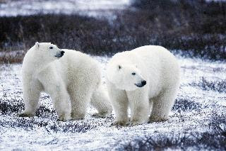 Polar bear/Polar bear is a left handed animal/Antartica