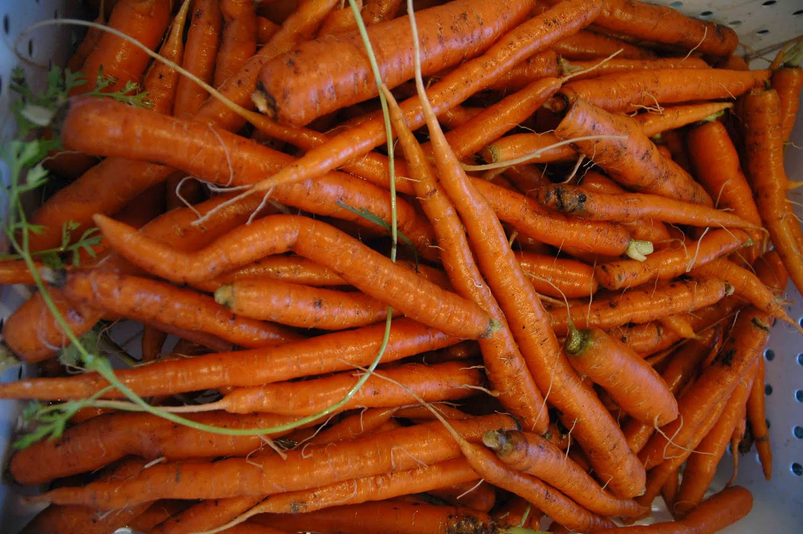 Lawnless Trials Goes Homesteading Too Many Carrots Second Edition