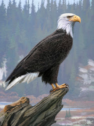 eagle paintings eagles bald painting dan drawings burr pm posted