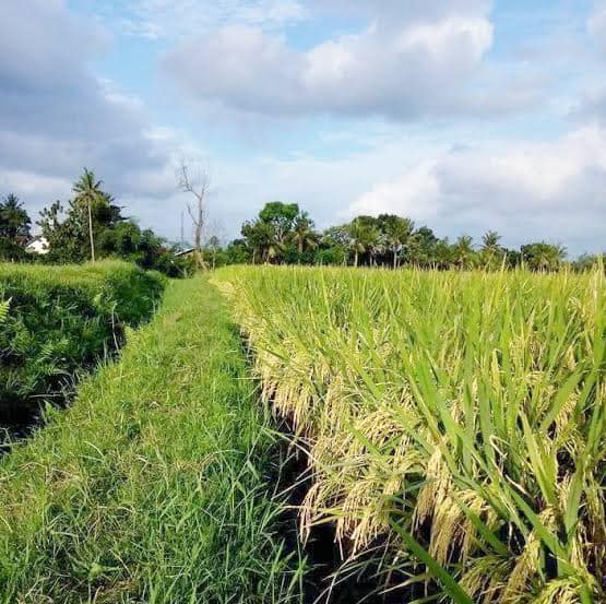 Jual Benih Padi Hibrida Mapan 05 Benih Padi Indonesia