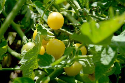 White Organic Cherry Tomatoes from Johnny's Seeds at St Francis Cottage