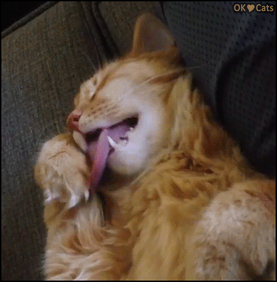 Weird  Cat GIF • Funny malfunction. Cat sleeping hard and sticking  his tongue out like crazy haha [cat-gifs.com]