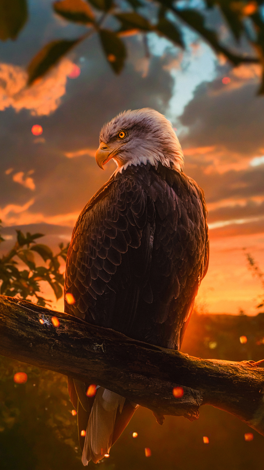 Wild Bald Eagle 4k Wallpaper Wild Bald Eagle 4k Wallpaper