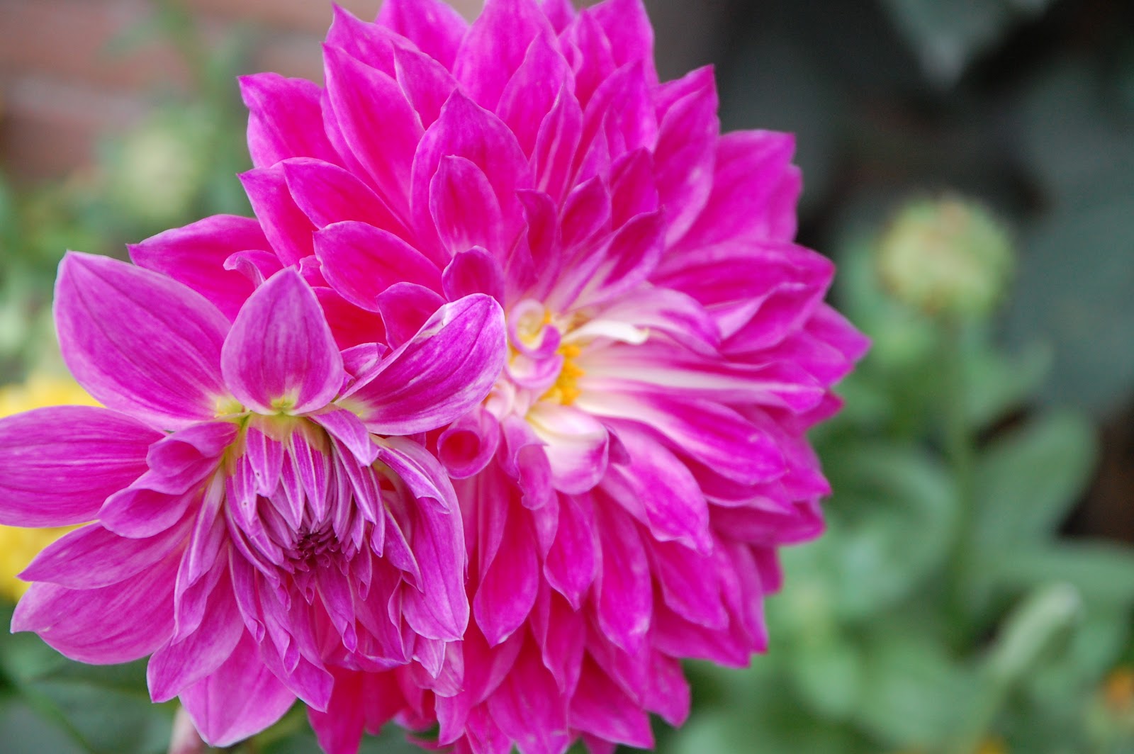 Best Pics Store Best Top 15 Flower's