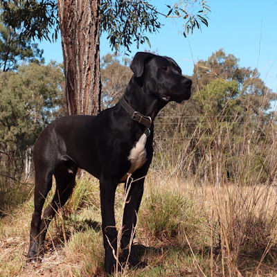 eight acres: raising a big dog vs a working dog