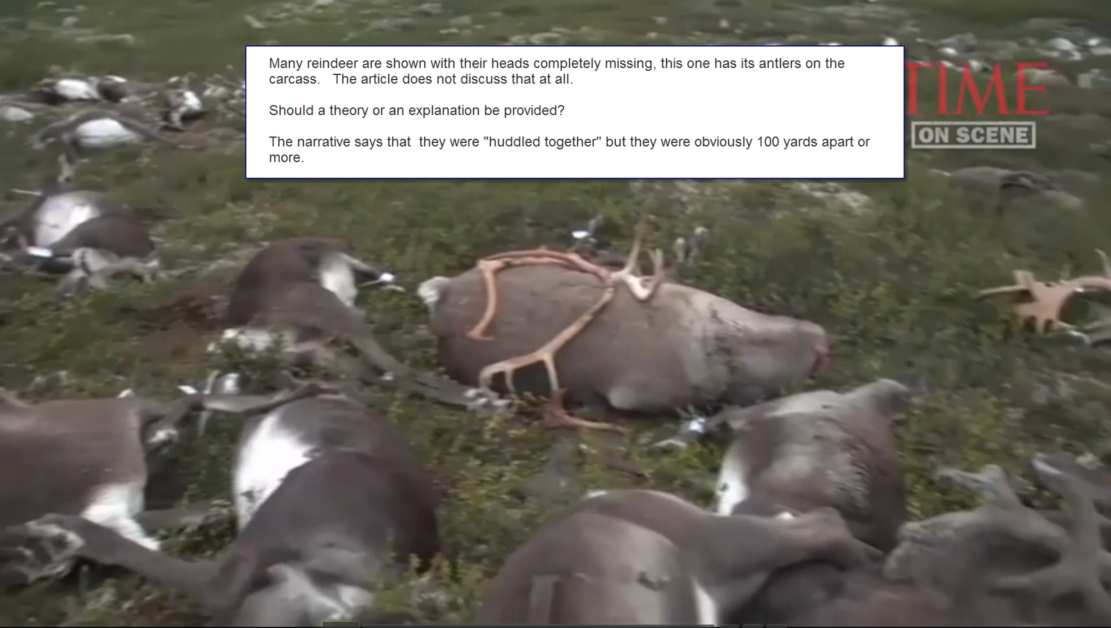 Nuke Pro: 323 Reindeer Dead In Norway -- It's a Special Anthrax, But ...