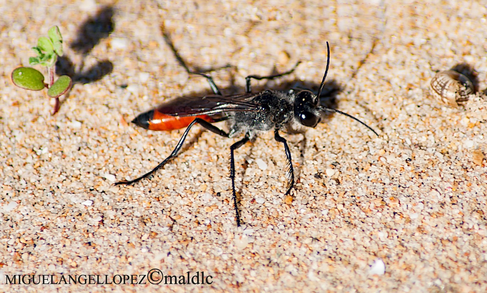 PerimetrosFlora y Fauna de Rota(Cadiz) Avispa de la arena de Banda Roja, Ammophila sabulosa PerimetrosFlora y Fauna de Rota(Cadiz) Avispa de la arena de Banda Roja, Ammophila sabulosa