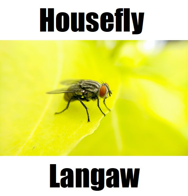 Housefly in Tagalog