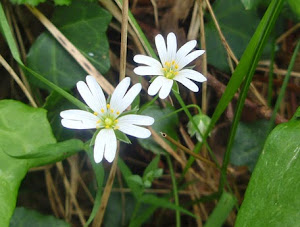 Oreja de ratón (Cerastium arvense)blanca