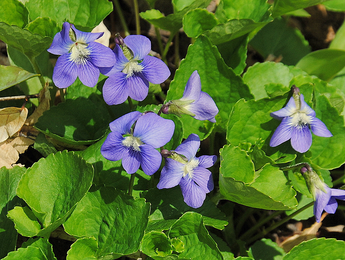 Camera on King & Aurora Oak Ridges Trail near Marylake