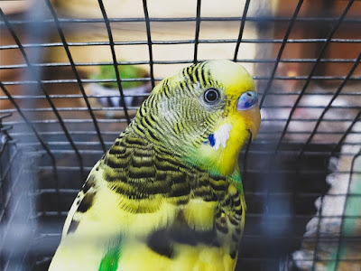 Parrot Images Parrot Images