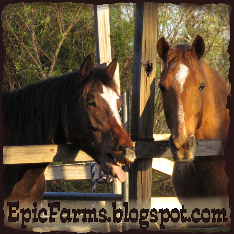 Mad Max and the Xfactor Equine Epiphanies