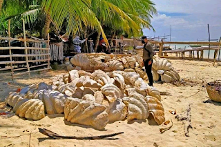 Philippine Coast Guard seizes 200 tons of giant fossilized clam shells