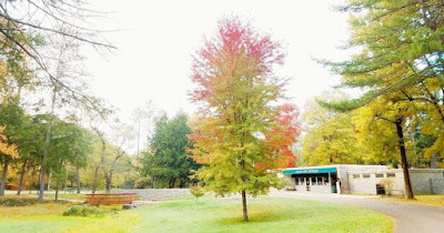 A tree showing red leaves stands in the middle of a grassy area, there is a small stone building to the right