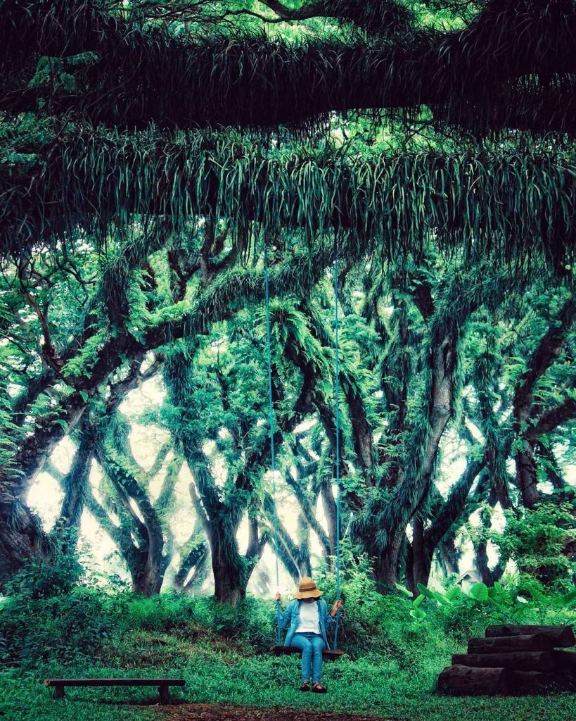 Panorama Hutan Peri - Discord Unyu