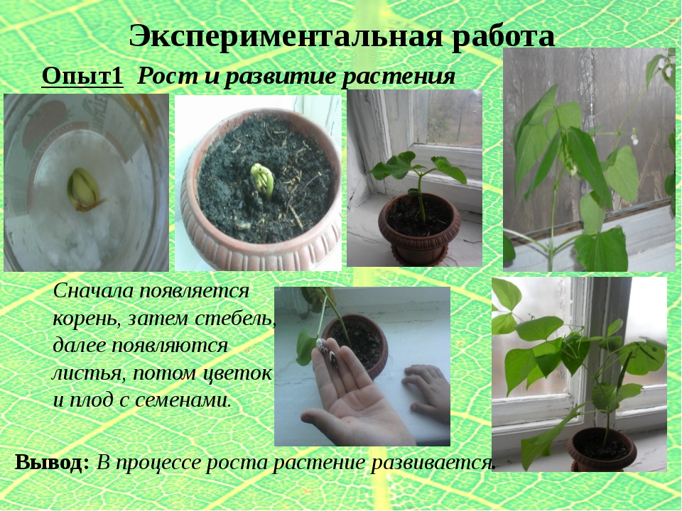 Наблюдение за ростом и развитием фасоли. Опыты с растениями. Опыты с комнатными цветами. Эксперименты с растениями. Опыты с культурными растениями.