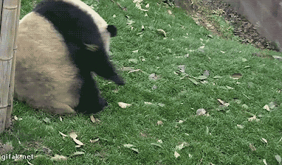 tong-hop-nhung-buc-anh-gif-vui-nhon-phan-13-4 tong-hop-nhung-buc-anh-gif-vui-nhon-phan-13-4