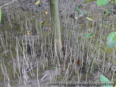 tHE tiDE cHAsER: Api-api Jambu (Avicennia marina)