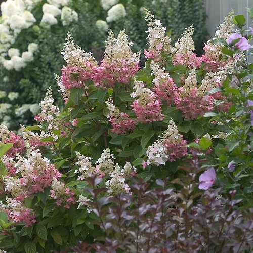 Hortensia - AGM - Hydrangea paniculata Pinky-Winky ('Dvppinky')