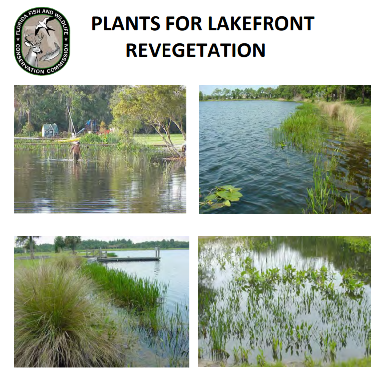 Sustainable Sarasota Plants For Lakefront Vegetation