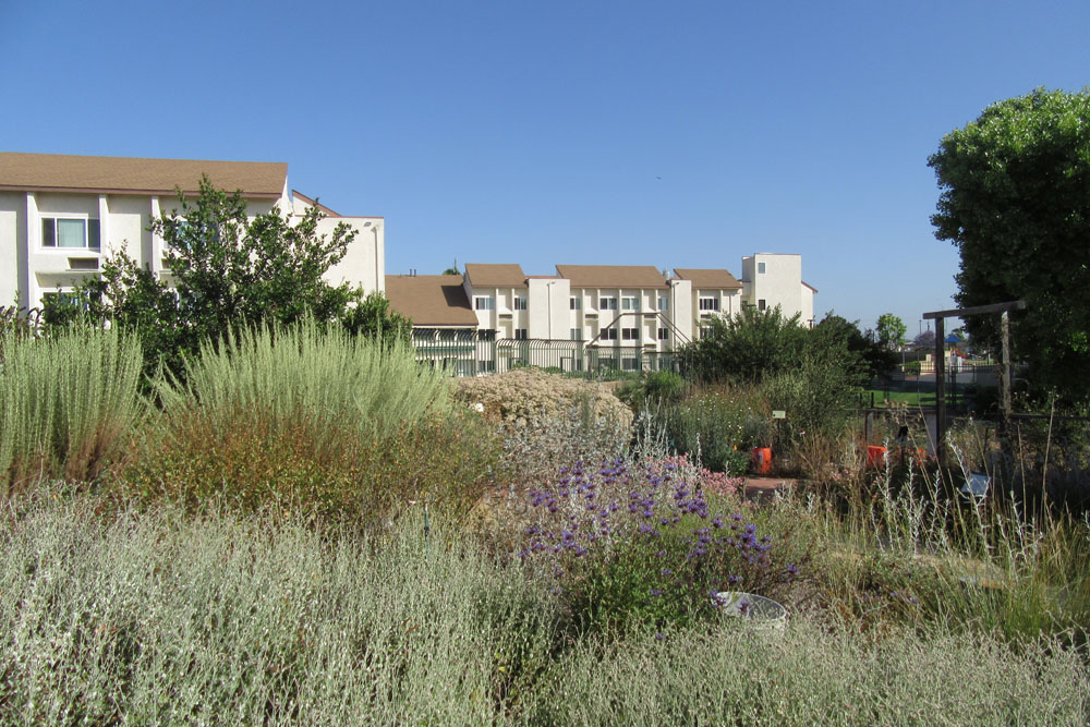 Mother Nature's Backyard A Waterwise Garden Plant of the Month