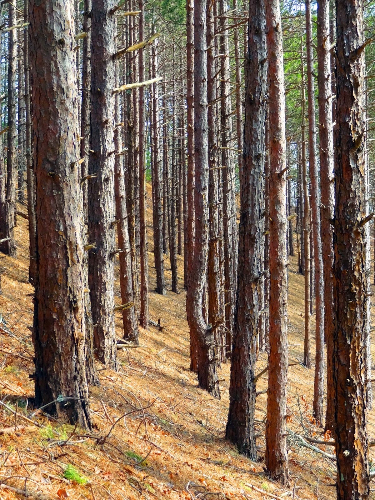 Joe's Retirement Blog Pines on a Hill, Plymouth, Massachusetts, USA