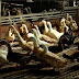 Ternak Bebek Petelur