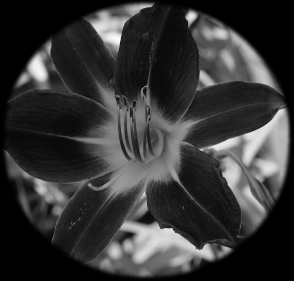 RedHot Kreationz 6 FTU Flower Masks