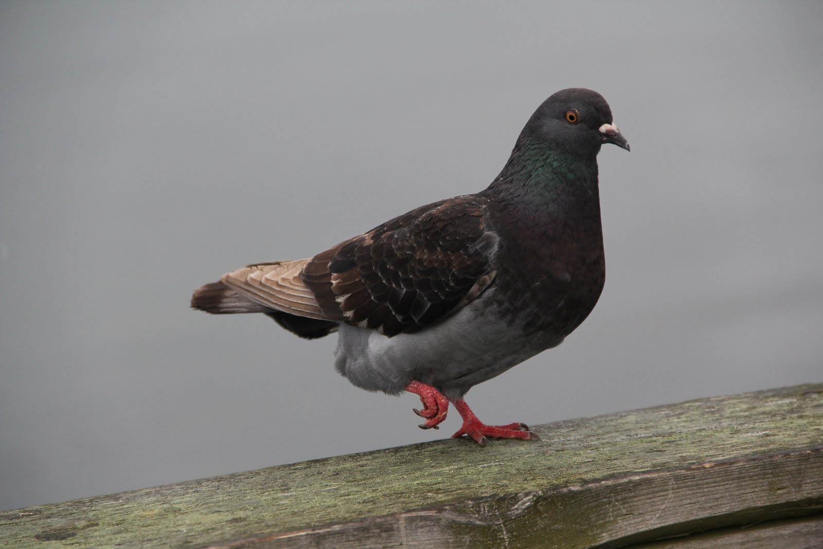 Lauren's Life Book: Rock Pigeon (Columba livia)