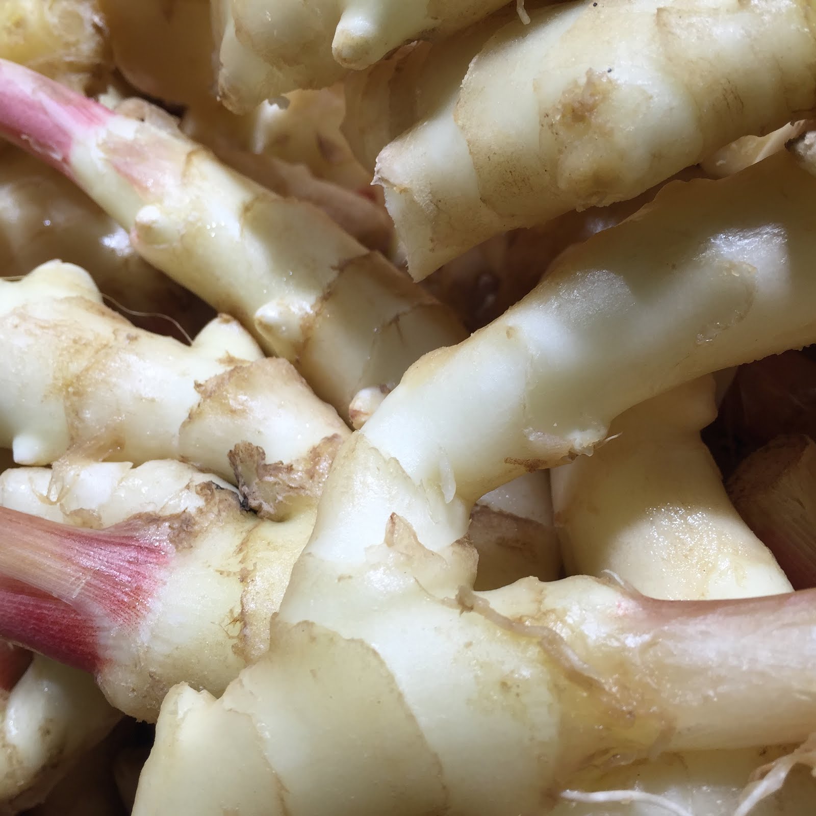 thecelticcookinshanghai STEM GINGER