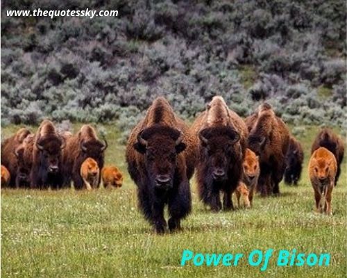 Bison Quotes and Instagram Captions for [2021] - TQS